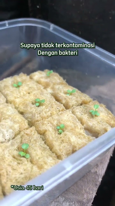 Berbuah Lebat ! Nanam strawberry di dataran rendah