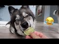 My Husky Reacts to Trying Lime!