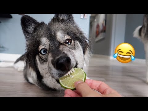 my-husky-reacts-to-trying-lime!