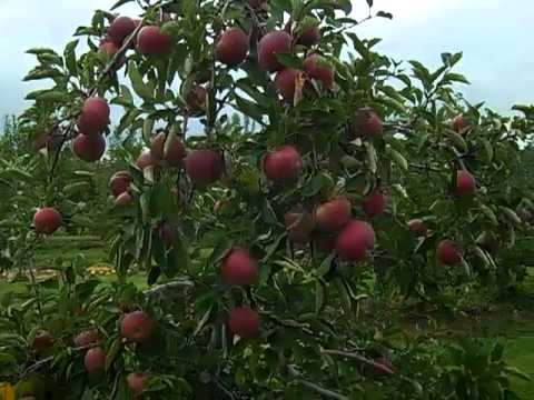 موسم قطف التفاح في نيوجرزي Youtube