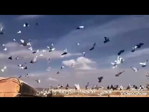  اديب الدايخ  يابا طير الحمام صاح صافي  انا قلبي دوم على الحلوين صافي