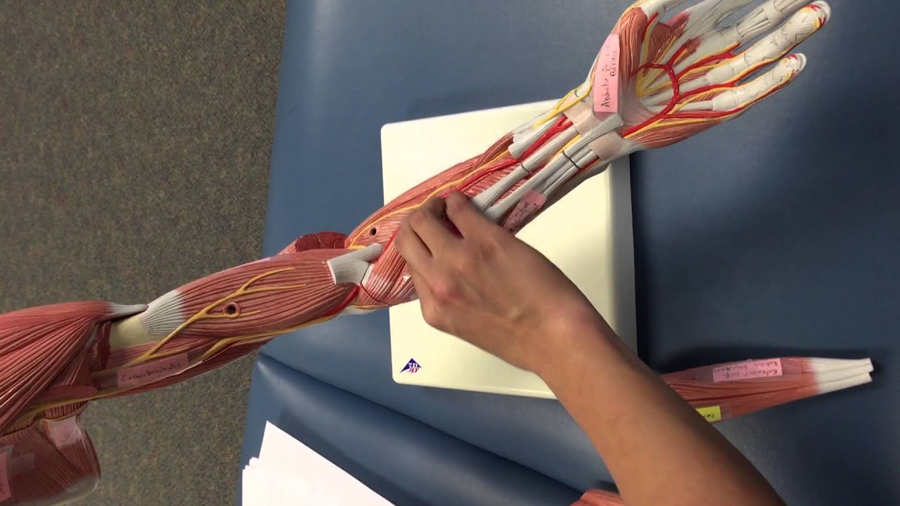 Left Arm Nerves - YouTube