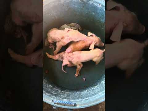 Blessing ulit.. #piggy # backyard farmer