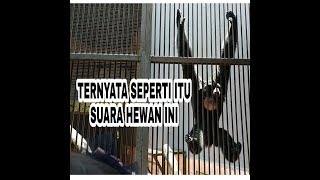 SUARA SIAMANG SALING BERSAHUTAN | RAGUNAN