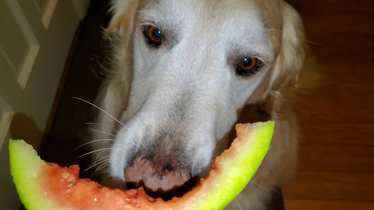 Dog Eating Watermelon Slice Two Hours Long ASMR Video English Cream