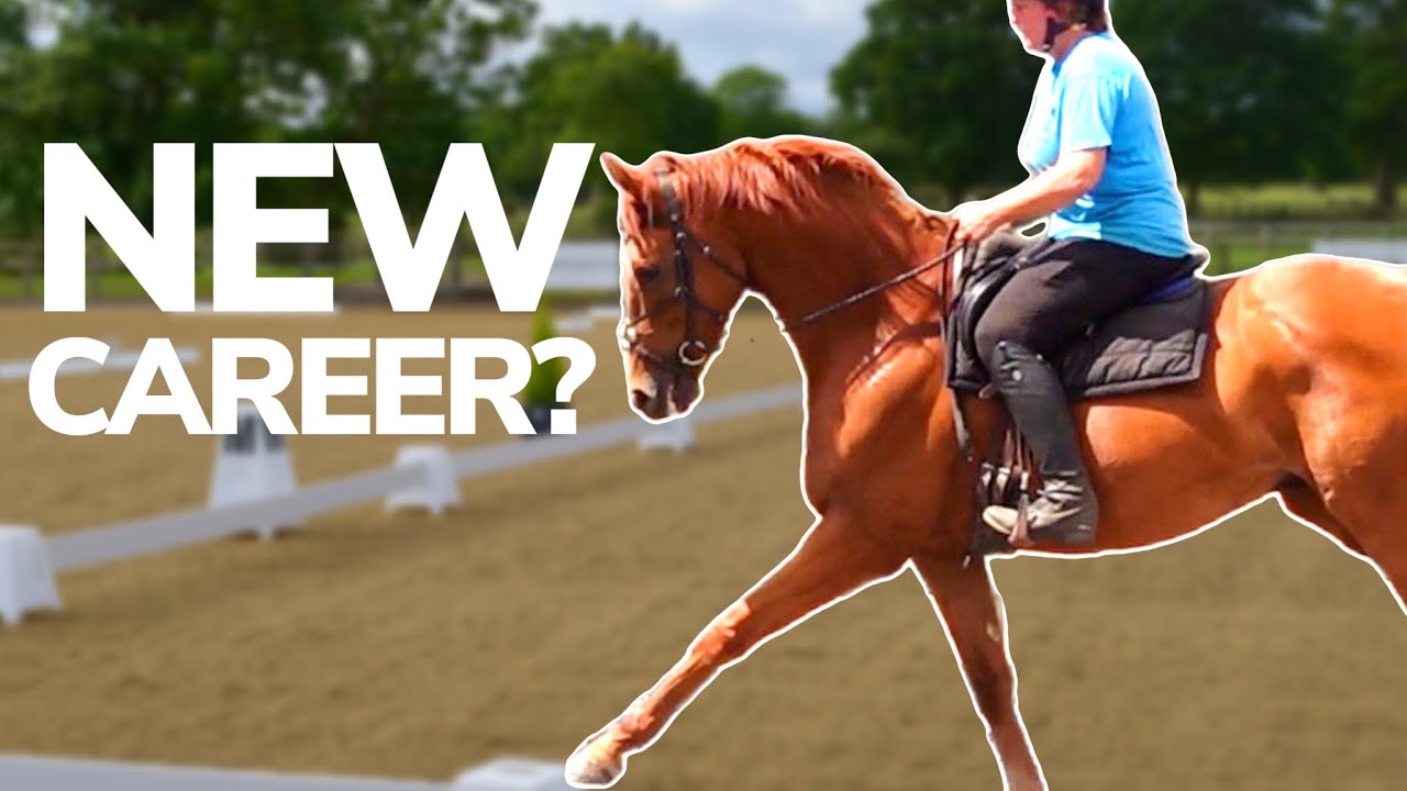 EMBER STEPS UP HIS TRAINING | Racehorse to Dressage horse? - YouTube