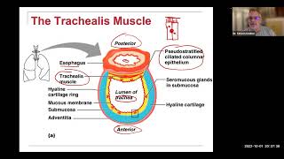 Respiratory- bronchial tree and smokers cough