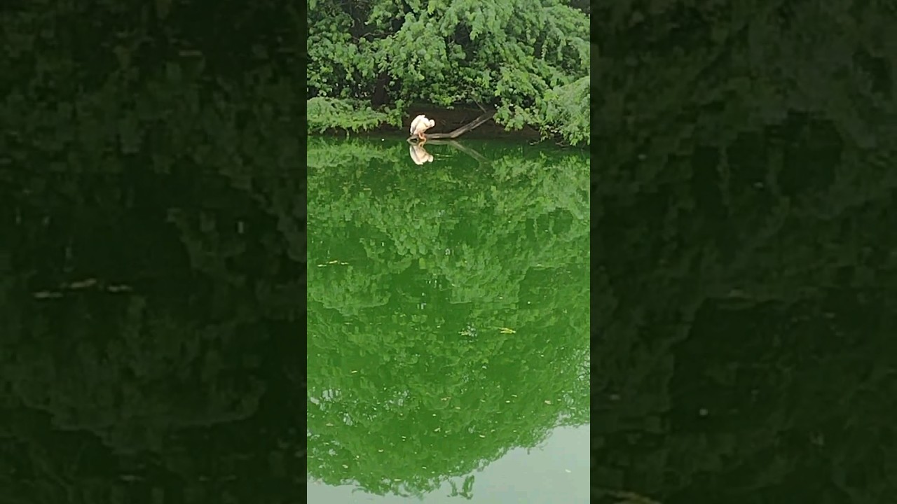 🌸 Unveiling the Magnificent Rosy Pelican: Rare Beauty Revealed! 🌺 