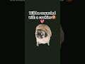 cookie song #funny #memes #gameskhelkarpaisekai SHALOM GAMING WORLD