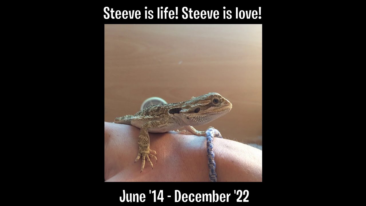 Life Of Tom: Tribute To Steeve 🐉