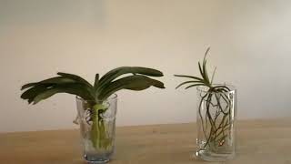 Vanda Week 1: Transfer Orchids to Water Culture - thptnganamst.edu.vn