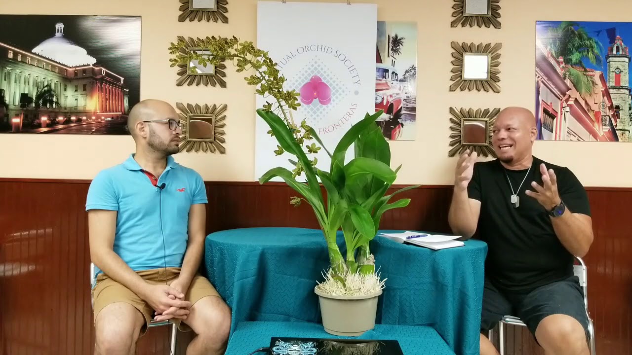 Virtual Orchid Society 0001 Grammatophyllum