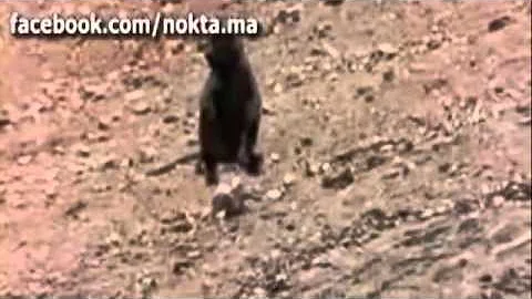 Как ловят обезьян