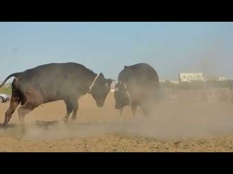 جرناس شركة لعوال بلاك الهراس