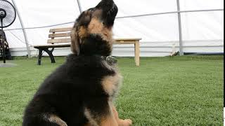 Information german shepherd puppy howling News