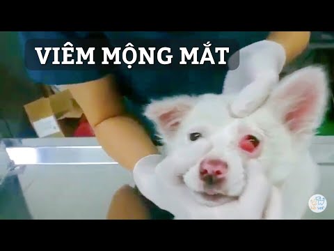 Video: Sự Thoái Hóa Của Mống Mắt Trong Mắt ở Chó