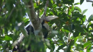 Wreathed Hornbill (Rhyticeros undulatus)