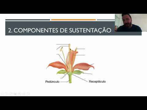 Vídeo: Groselha (23 Fotos): Como Alimentar E Processar O Arbusto Na Primavera? Descrição Do Sistema Radicular E Caule, Frutos E Folhas, Transplante E Cuidados