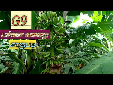 Banana farming/Banana cultivation/G9 பச்சை வாழை சாகுபடி