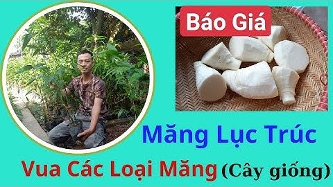 Báo Giá Công Khai Cây Giống Măng Lục Trúc Vua Của Các Loại Măng