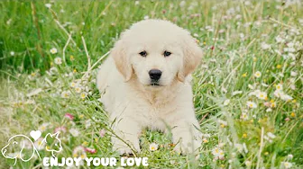 Sleep Music For Dogs And Puppies🎵Music Relax Dogs Within 5 Minutes🎵Relaxing Puppy Music