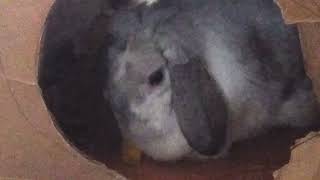 Flop Ears Rabbit Bunny Rayne Eats a Mango Chunk as a Small Rare Treat! by Rayne Rabbit Adventures 164 views 8 months ago 41 seconds