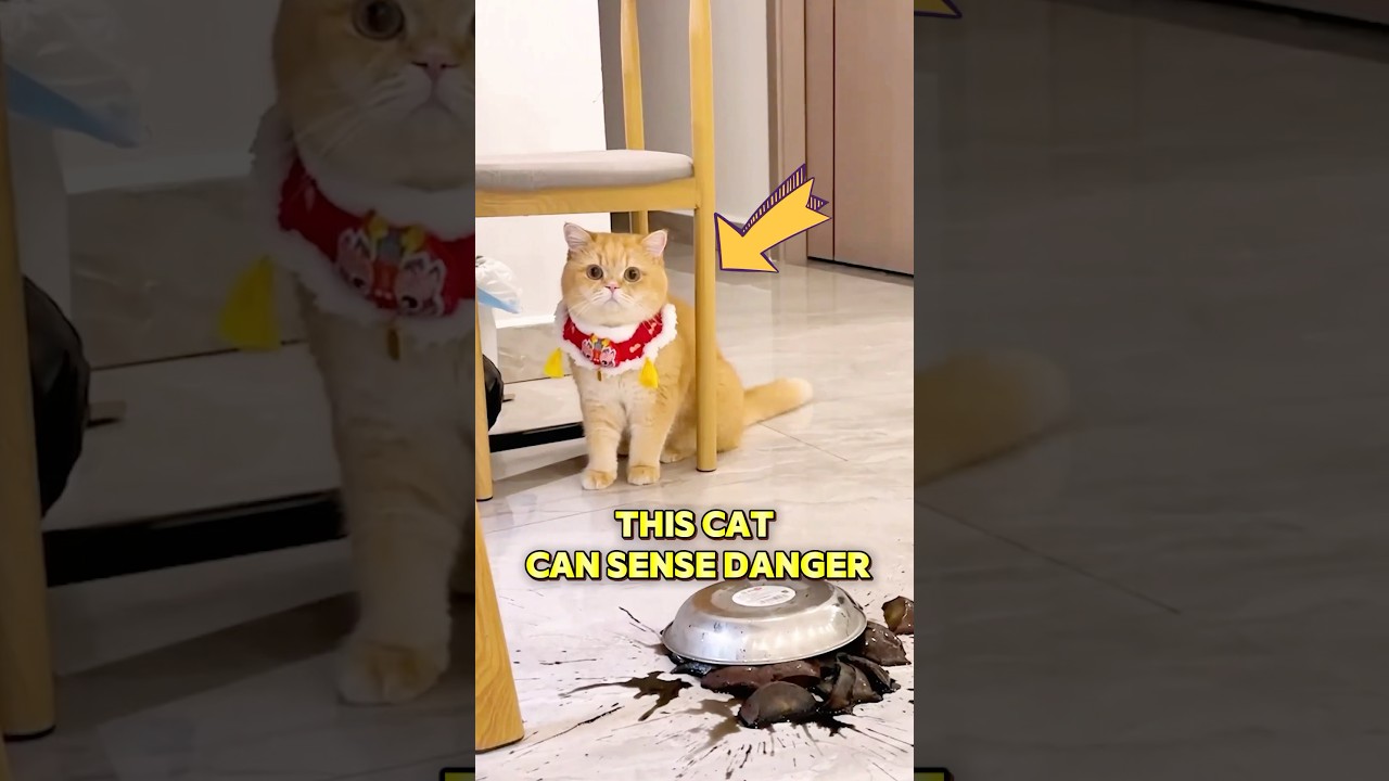 Этот кот почувствовал опасность и спас своего хозяина.