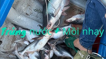 Câu cá Basa sông Tiền - Trúng nước cá ăn