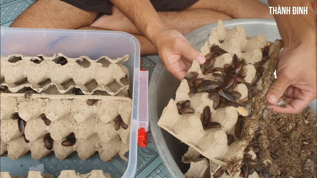 Chuồng nuôi gián dubia