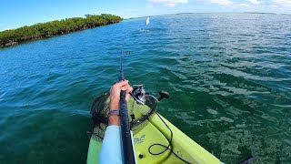 Silver King Vs Taxman - Florida Keys Flats Fishing Ultra Clear Water