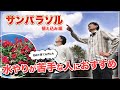 サンパラソル生育①植え込み編!暑い夏でも水切れしにくい?サントリーオススメのお花を育ててみた【マンデビラ】