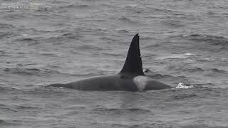 Lots of Killer Whales All Day @MontereyBayWhaleWatch