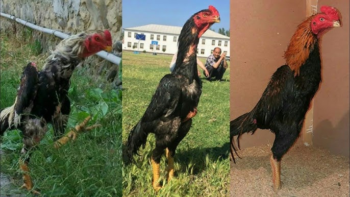 Transvestit bilan porno Hd xizmatkor porno