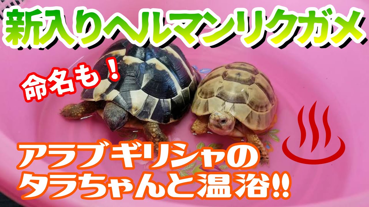 新入りヘルマンリクガメ アラブギリシャのタラちゃんと温浴 命名も Youtube