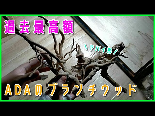 ADAブランチウッド 特大サイズ アクアリウム】過去最高額!?ADAのブランチウッドを購入しま