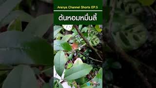 ต้นหอมหมื่นลี้ ไม้ดอกหอม @Aranya Channel