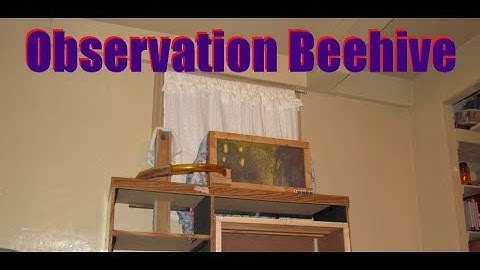 Observation Hive - DIY Beehive