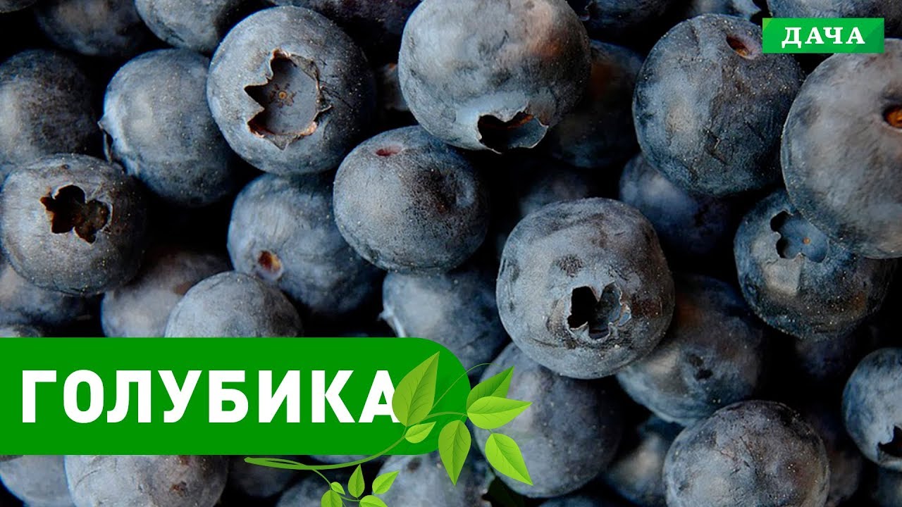 Голубика Посадка И Уход Фото