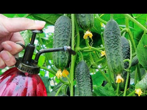 Video: Bijeli prah na lišću paprike - Kako upravljati pepelnicom na biljkama paprike