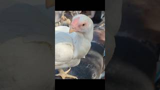 parrot peak Aseel Madi Lalukhet bird market #aseelmurga #birdsmarket