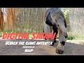 Digital Safari: Beaker the Giant Anteater Presented by SRP