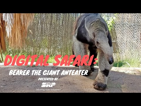 digital-safari:-beaker-the-giant-anteater-presented-by-srp