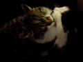 Love story cat.s 2.MOV