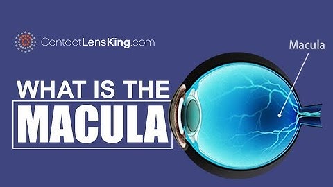 What is the Macula and Macular Degeneration