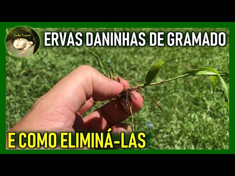 Vídeo: Como faço para limpar meu gramado?