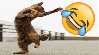 #GIVEAWAY Funny Cats Videos Very Cute COMPILATION 2020 by FUNNY CAT SWEET 1,254 views 3 years ago 9 minutes, 20 seconds
