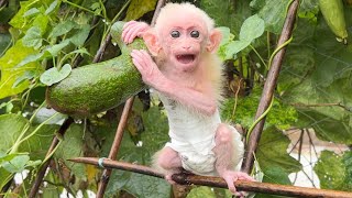 Baby monkey Bon Bon to the garden to help dad make avocado smoothie by Home Pet 742 views 11 months ago 3 minutes, 21 seconds