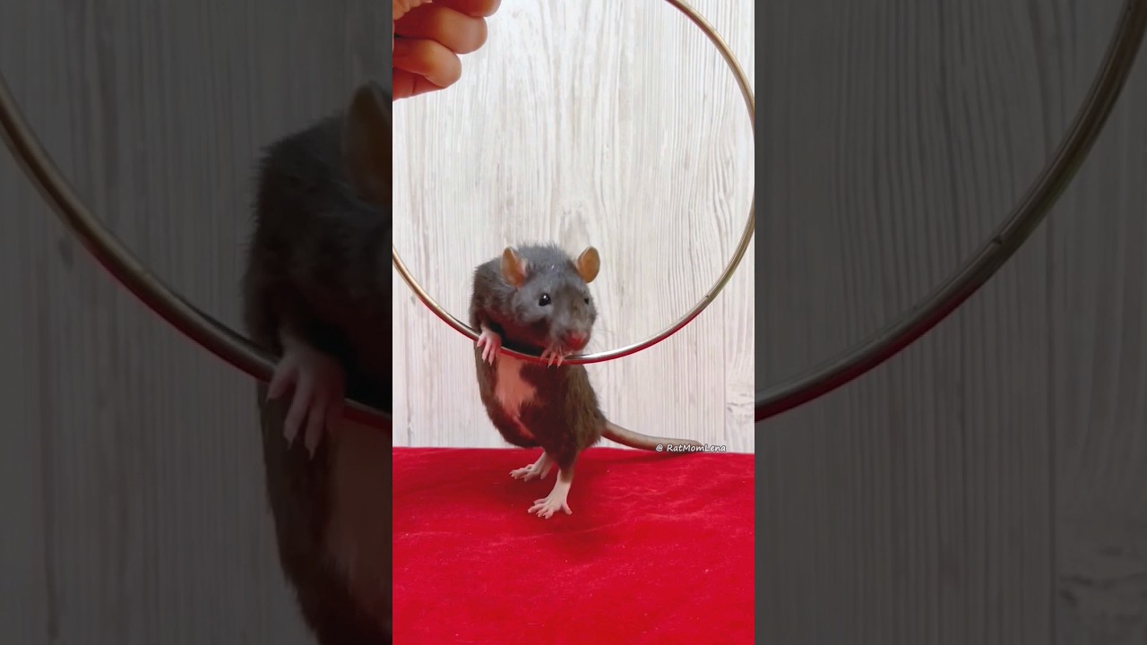 Pet Rat Duke Doing a Trick 🐭🖤 