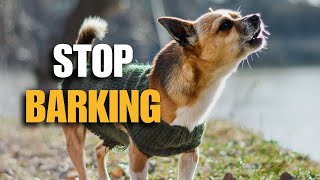 How To Stop Your Puppy From Barking by DogRisk 241 views 2 months ago 4 minutes, 30 seconds