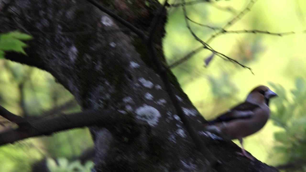 シメの地鳴き 